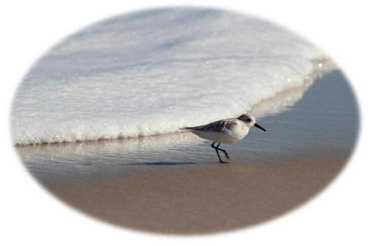 Long Beach Island Buyers | LBI NJ Real Estate | Long Beach Island New Jersey